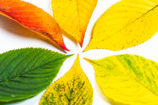 Three different coloured leaves of elm tree isolated on white background