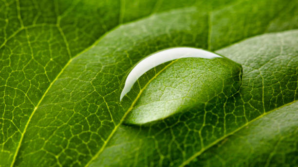 raindrops on green leaf - drop dew green freshness imagens e fotografias de stock