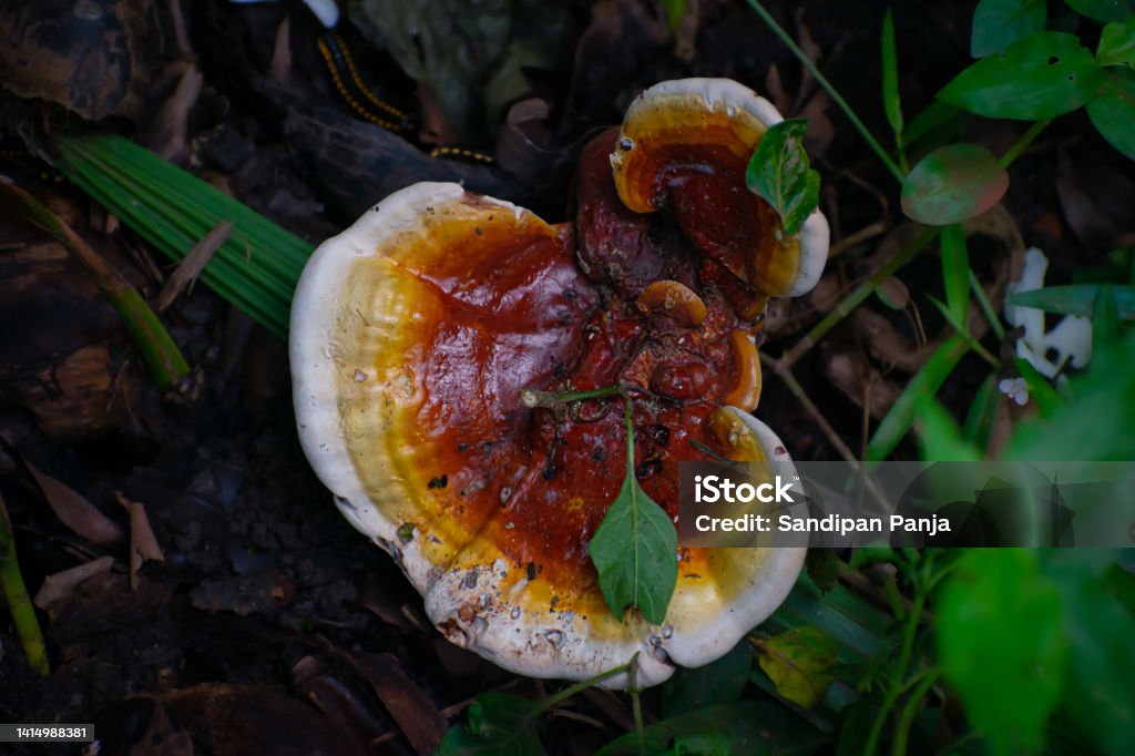 Ganoderma Red Ganoderma Lucidum Is A Redcolored Species Of Ganoderma With A Limited ...