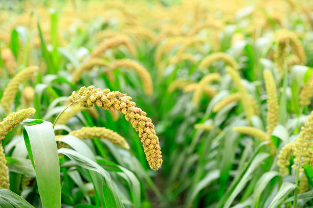 istock Millet, millet in a wooden container 1414989390