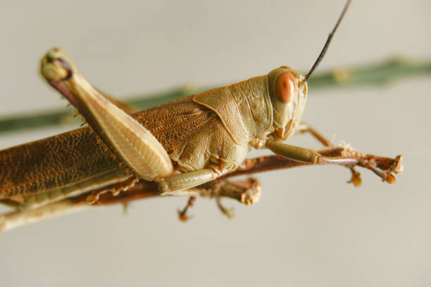 istock valanga nigricornis (wooden grasshopper) 1414989533