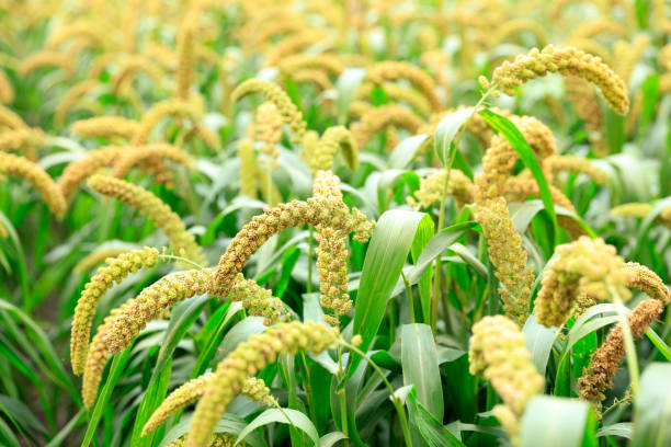 istock Millet, millet in a wooden container 1414989541
