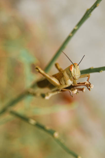 istock valanga nigricornis (wooden grasshopper) 1414989559