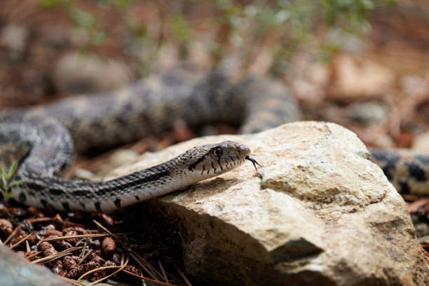 istock Beautiful bull snake sticking its tongue out! 1414989600