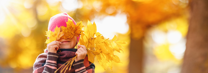 Happy child hiding his eyes behind the maple leaves. Panoramic view of the autumnal background.