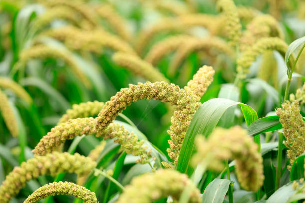 istock Millet, millet in a wooden container 1414989777