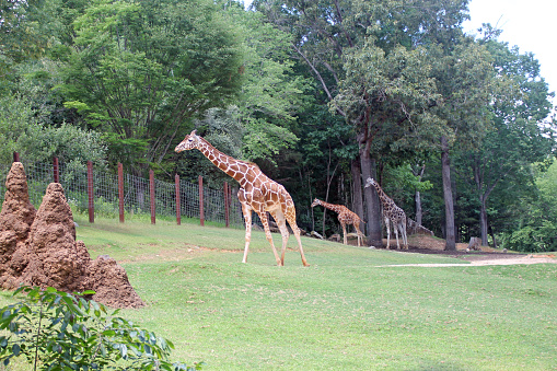 Giraffe enclosure at the zoo