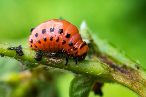 coleottero della patata del colorado e larva rossa che strisciano e mangiano foglie di patata. - brindled foto e immagini stock