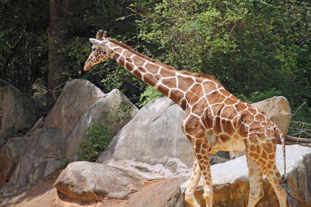 Giraffe enclosure at the zoo