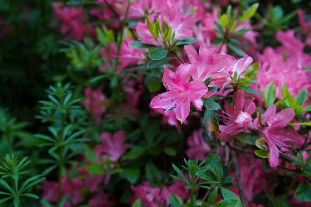 istock Bright pink Rhododendron blossoms 1414990137
