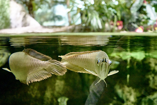 Aravan or light aravan Osteoglossum bicirrhosum is a tropical freshwater fish from the Aravan family of the order Aravaniformes