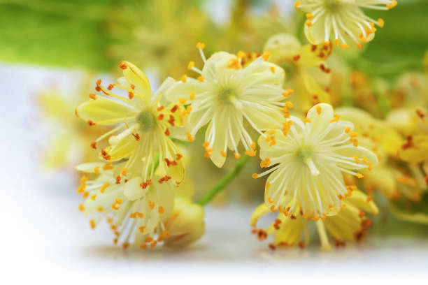 linden tree flower in spring, beautiful linden tree flower in spring during flowering