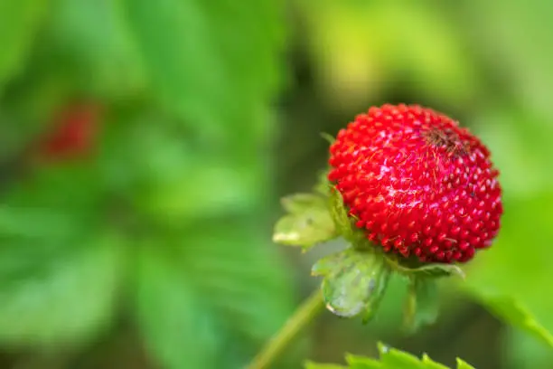 Mock strawberry Potentilla indica. Called Indian strawberry and False strawberry also. Another botanical name is Duchesnea indica.