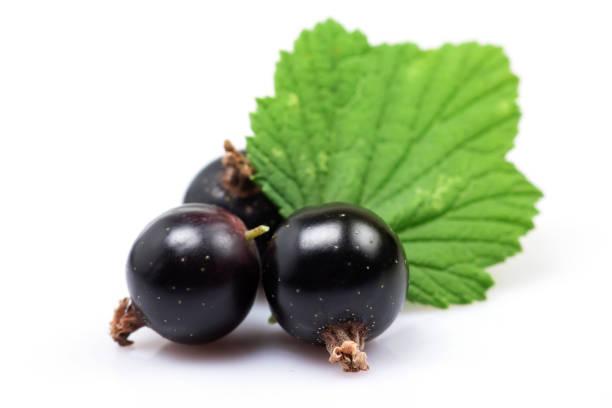 istock Black currant with leaves isolated on white 1414991171