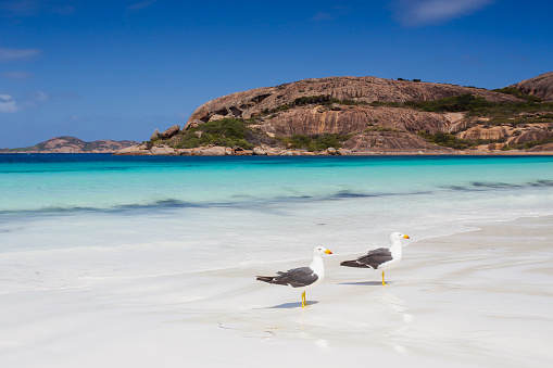Two seagulls are enjoying beautiful summer day at crystal clear beach, white sun, and sunshine at Lucky bay, Esperance, Western Australia
