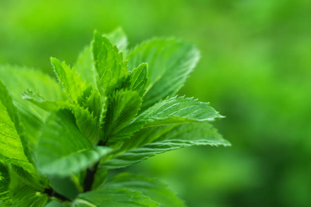 Fresh mint. Fresh mint leaves in the garden. Natural mint background.