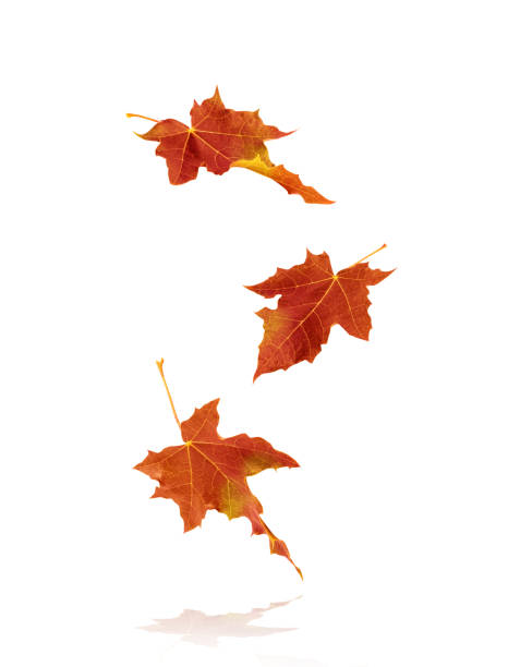autumn maple leaves isolated on white background. - leaf autumn falling tree imagens e fotografias de stock