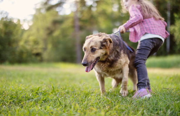 Child walking with a dog in nature stock photo