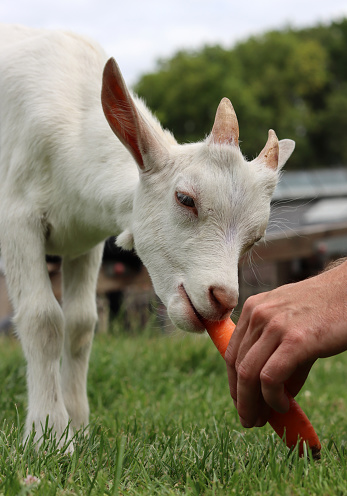 Cute goat kid eating carrot. Close up photo of farm animal on green grass field. Farming in Europe concept.
