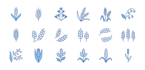 Cereals doodle illustration including icons - pearl millet, agriculture, wheat, barley, rice, timothy grass, buckwheat, proso, sorghum. Thin line art about grain plants. Blue Color, Editable Stroke.