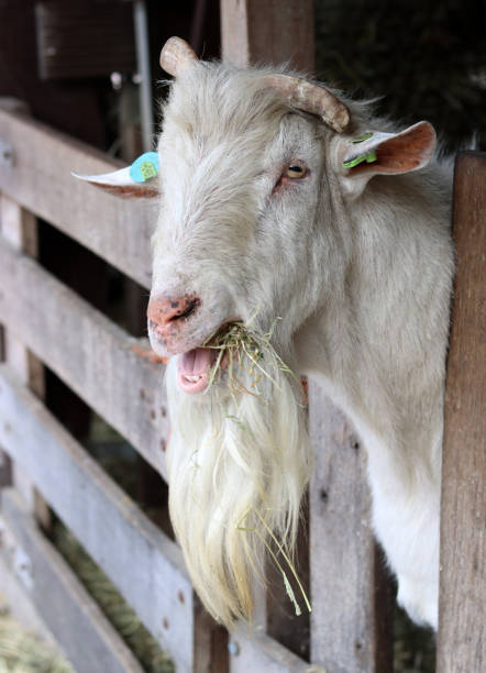 Cute white goat close up photo. Domestic animal on farm. Country side living concept. European farm on summer day.
