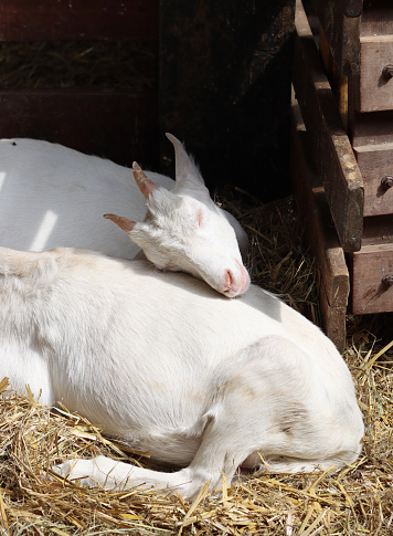 Goats on a farm. Cute white goats resting on dry grass.
