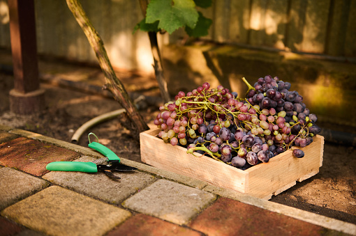 Still life with grapes harvest in a wooden crate and garden shears in an ecological vineyard. Viticulture and viniculture. Agribusiness. Eco farming. Copy advertising space for promotional text
