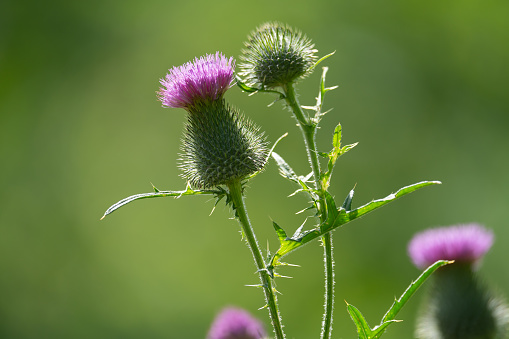 Stemmacantha rhapontica, Gewöhnliche Bergscharte, Compositae, Asteraceae, Giant scabiosa