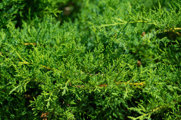 istock dense foliage and branches of thuja, a plant pattern for the background 1414994502