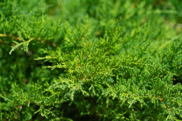 istock dense foliage and branches of thuja, a plant pattern for the background 1414994503