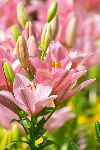 Delicate Spring Bouquet of Pink Easter Lilies in Bright Natural Light with a Fresh Clean White Background