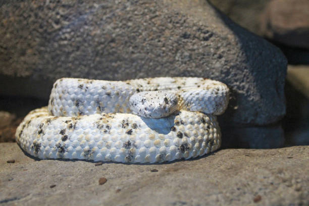 istock Speckled rattlesnake coiled on rock 1414994738