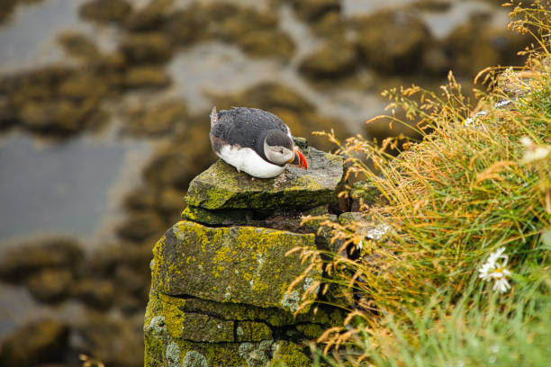 istock Puffins in Iceland 1414995198