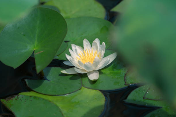 istock Water lilies on a pond 1414996744