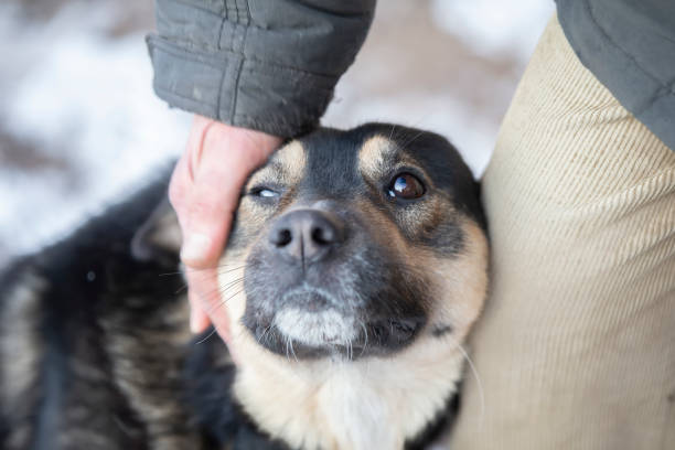 istock The hand strokes the dog with sad eyes. 1414996791