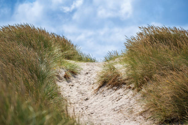 istock Path over the dune to the beach 1414998556
