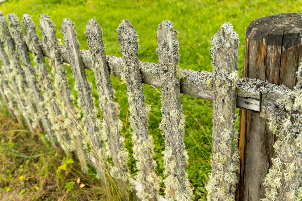 vecchia recinzione rurale in legno fatta di staccioccio ricoperta di muschio - picket fence grass gardens nature foto e immagini stock