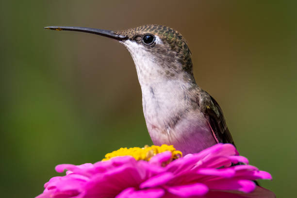 istock Hummingbird on flower 1415000266