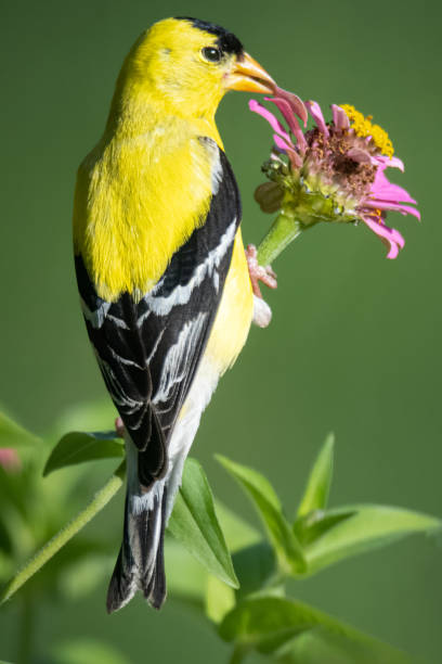 Yellow finch on flower stock photo