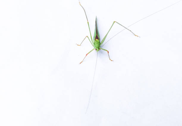 istock Green grasshopper on white background Close up. 1415001953