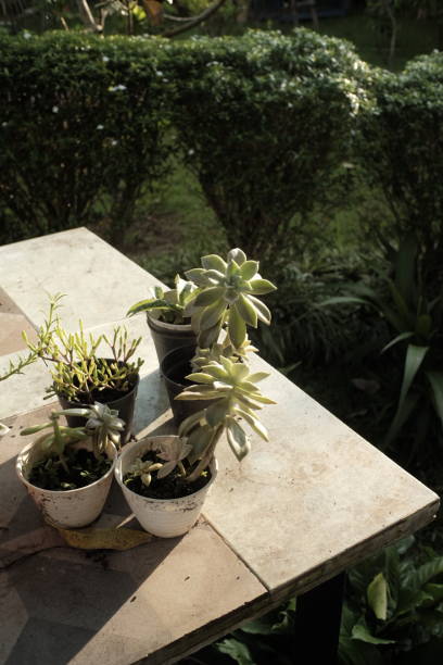 istock cactus sekulen home 1415002205