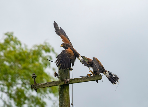 Harris Hawks on a telegraph pole with one taking off and looking at the camera.