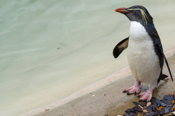 pingüino de roca - nobody beak animal head penguin fotografías e imágenes de stock