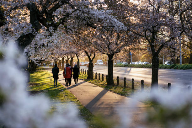 Group of women walking between cherry blossom trees. Hagley Park, Christchurch, New Zealand stock photo