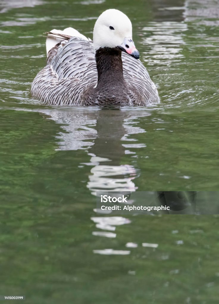 Emperor Goose Emperor Goose swimming on a lake. Animal Stock Photo