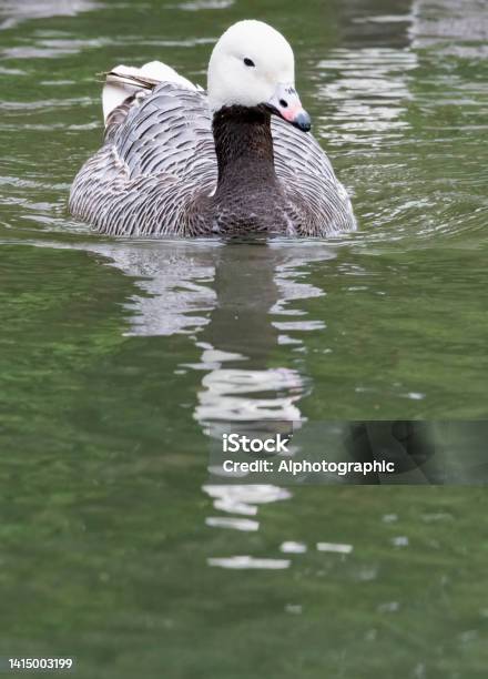 Emperor Goose Stock Photo - Download Image Now - Animal, Animal Body Part, Animal Wildlife