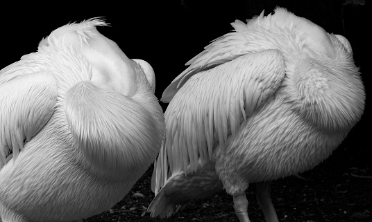 Two white pelicans resting.