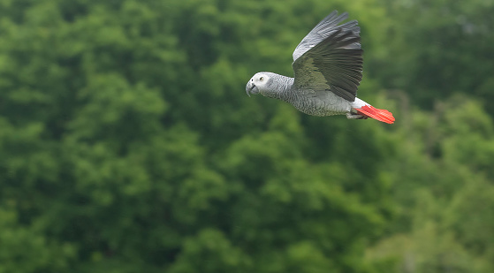 African Grey parrot in flight.