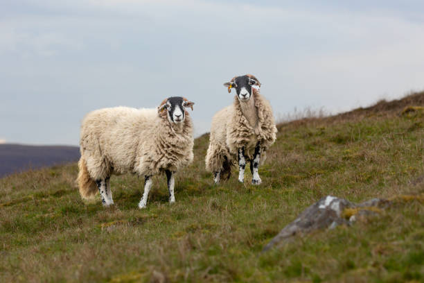 istock Two inquisitive Swaledale ewes, female sheep, facing forward in Springtime on open moorland at Ravenseat in Swaledale, UK. 1415003344