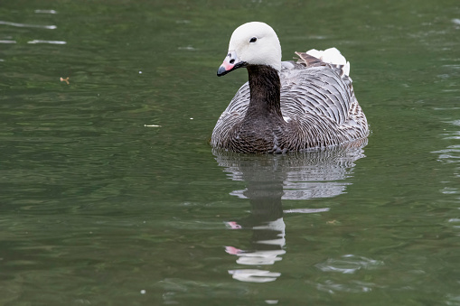 Emperor Goose swimming on a lake.